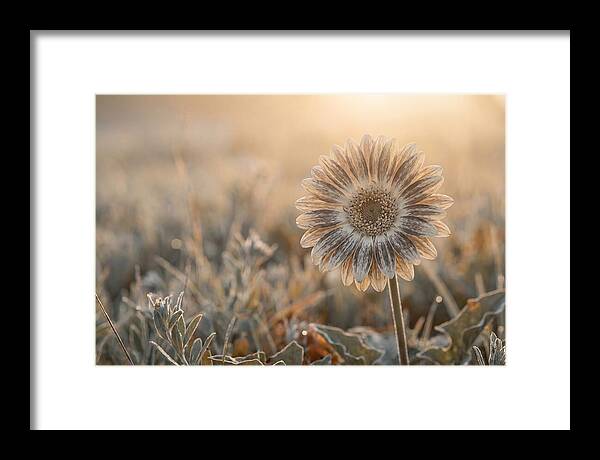 Gerbera Daisy With Bold Markings