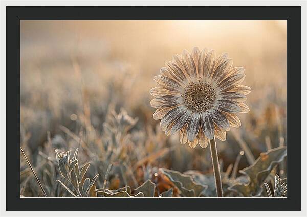 Gerbera Daisy With Bold Markings
