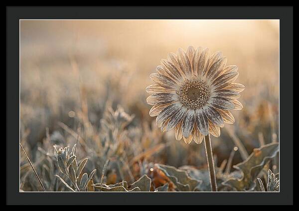 Gerbera Daisy With Bold Markings