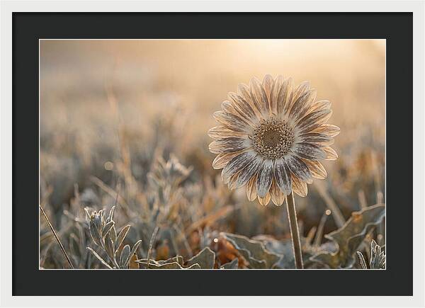 Gerbera Daisy With Bold Markings