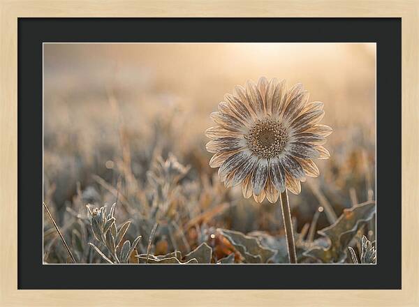 Gerbera Daisy With Bold Markings