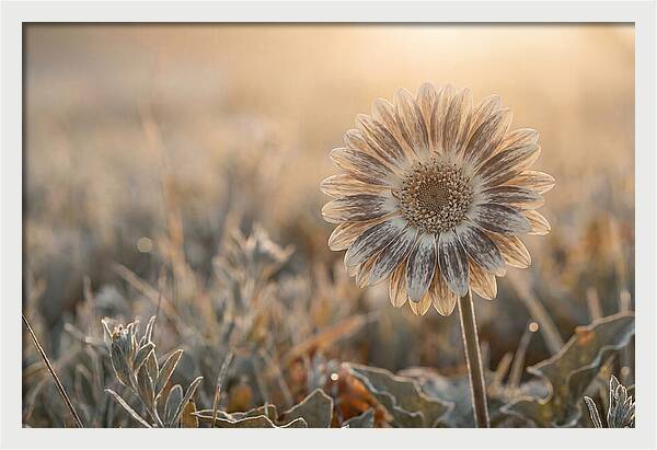 Gerbera Daisy With Bold Markings