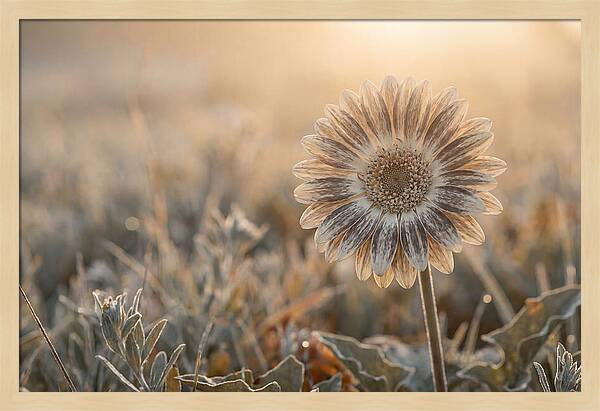 Gerbera Daisy With Bold Markings