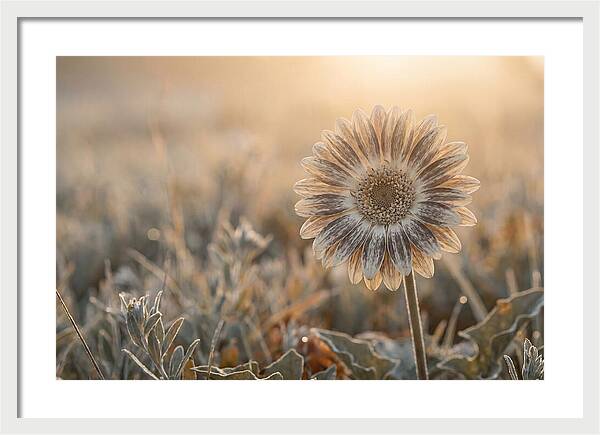 Gerbera Daisy With Bold Markings