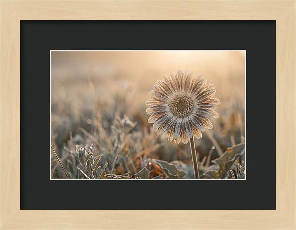 Gerbera Daisy With Bold Markings