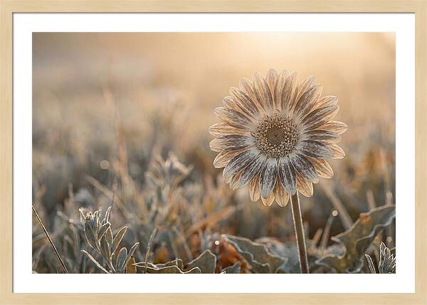 Gerbera Daisy With Bold Markings