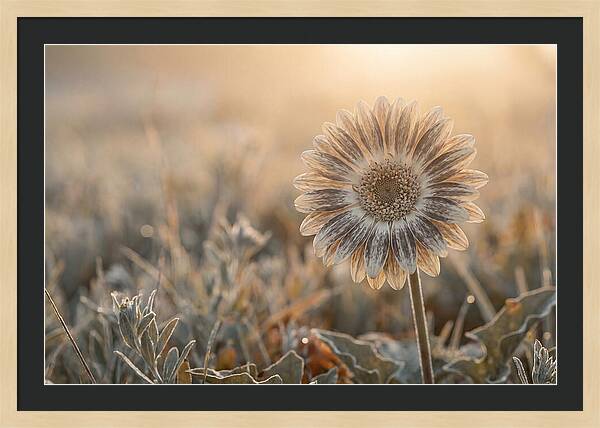 Gerbera Daisy With Bold Markings