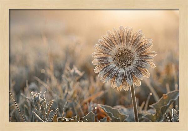 Gerbera Daisy With Bold Markings