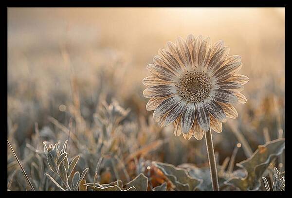 Gerbera Daisy With Bold Markings