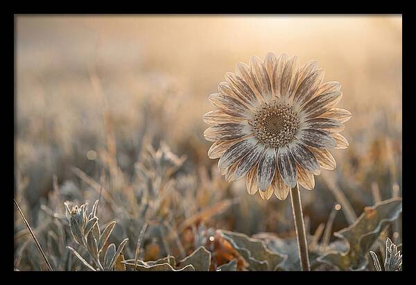 Gerbera Daisy With Bold Markings