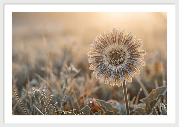 Gerbera Daisy With Bold Markings