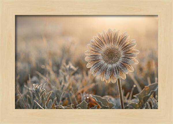 Gerbera Daisy With Bold Markings