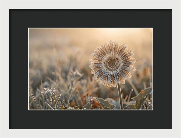 Gerbera Daisy With Bold Markings