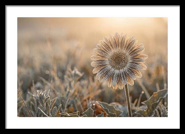 Gerbera Daisy With Bold Markings