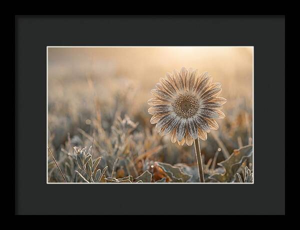 Gerbera Daisy With Bold Markings