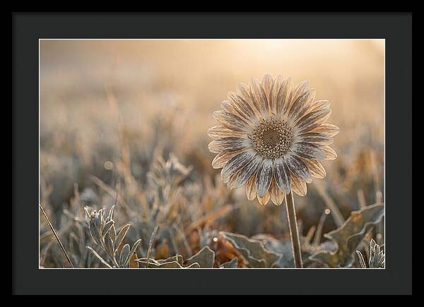 Gerbera Daisy With Bold Markings