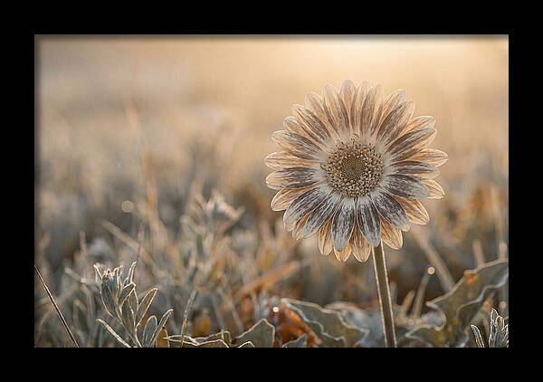 Gerbera Daisy With Bold Markings