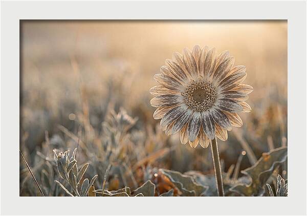 Gerbera Daisy With Bold Markings
