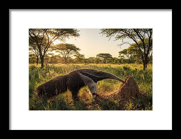 Giant Anteater Foraging At Dusk
