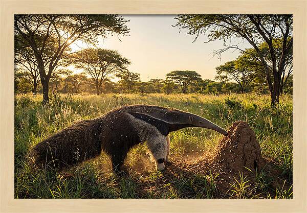 Giant Anteater Foraging At Dusk