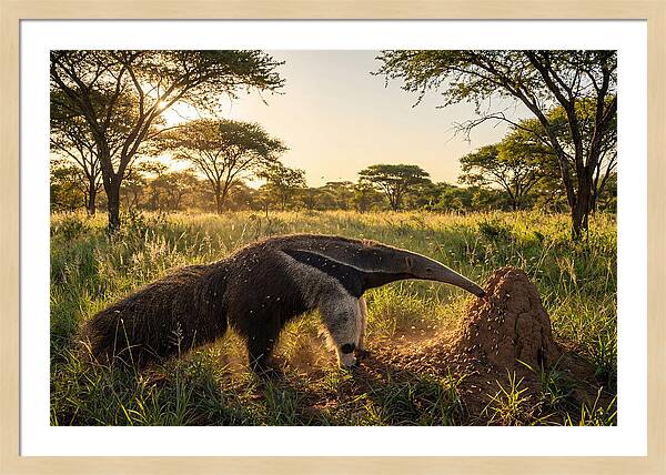 Giant Anteater Foraging At Dusk