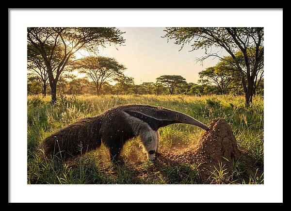 Giant Anteater Foraging At Dusk