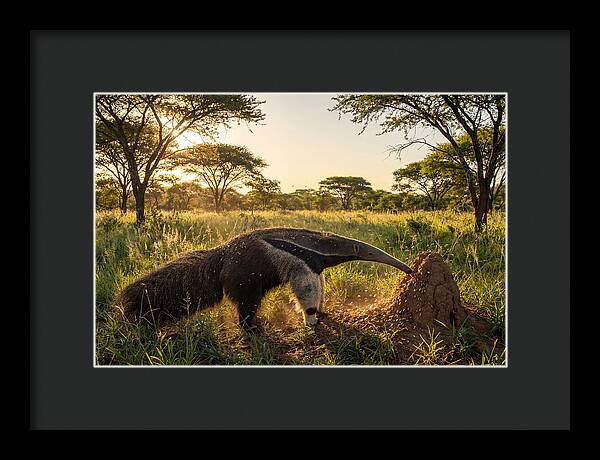 Giant Anteater Foraging At Dusk