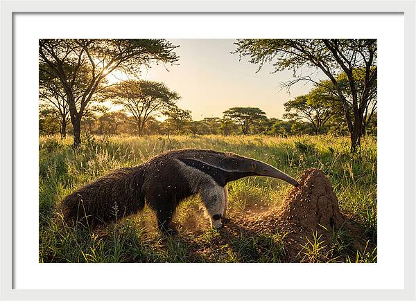 Giant Anteater Foraging At Dusk