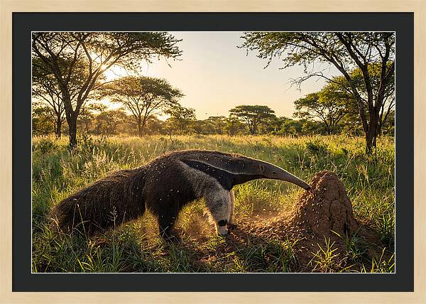 Giant Anteater Foraging At Dusk