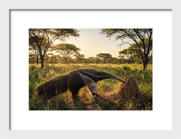 Giant Anteater Foraging At Dusk
