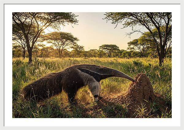 Giant Anteater Foraging At Dusk