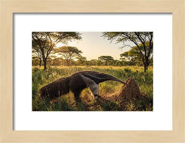 Giant Anteater Foraging At Dusk