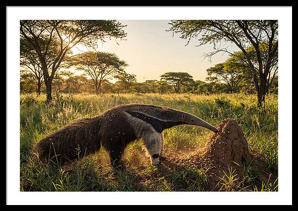 Giant Anteater Foraging At Dusk