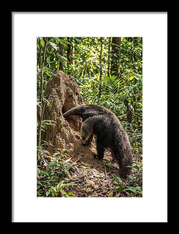 Giant Anteater Foraging