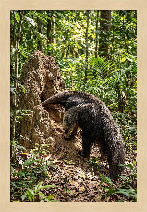 Giant Anteater Foraging