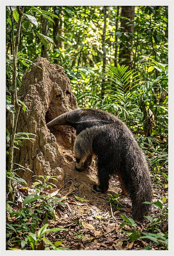 Giant Anteater Foraging