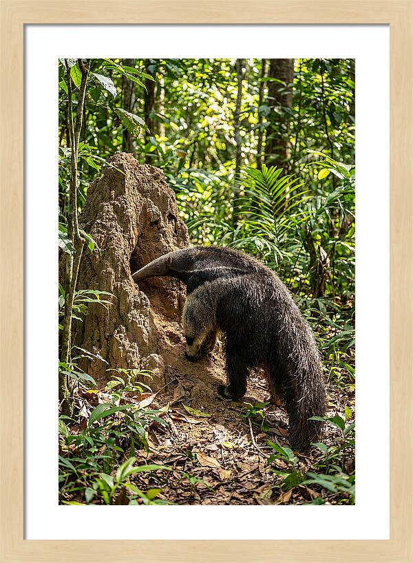 Giant Anteater Foraging