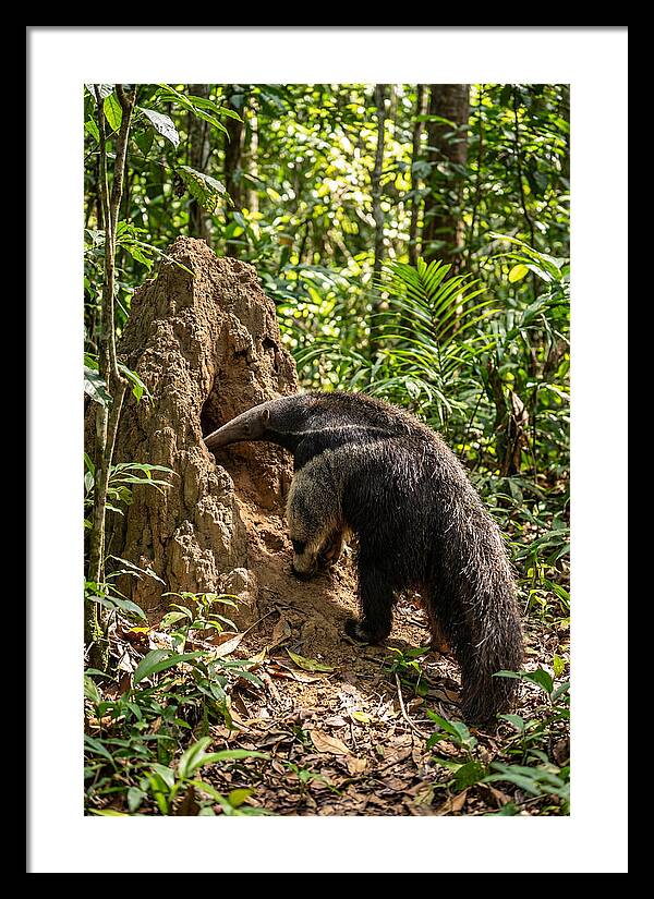 Giant Anteater Foraging