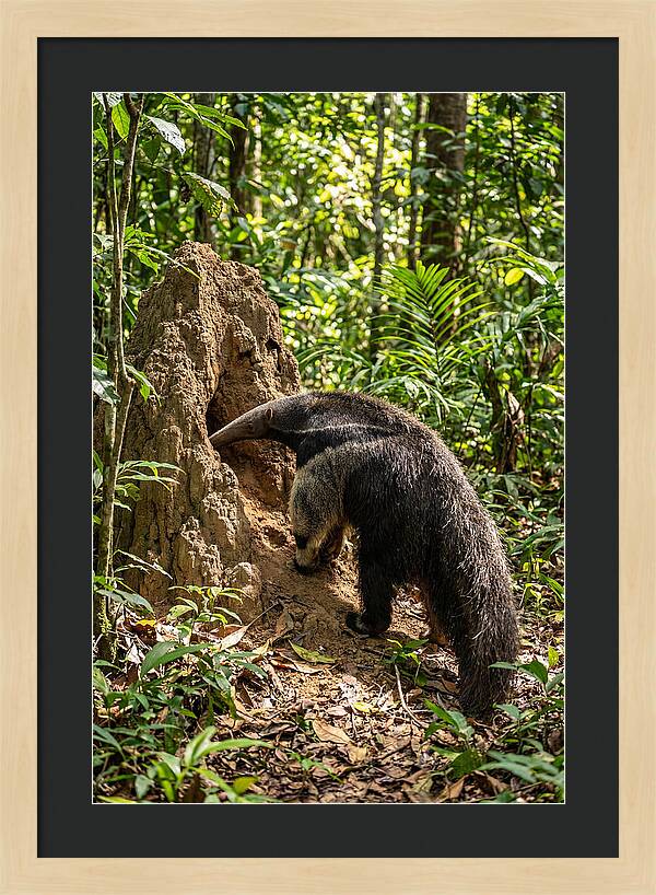 Giant Anteater Foraging