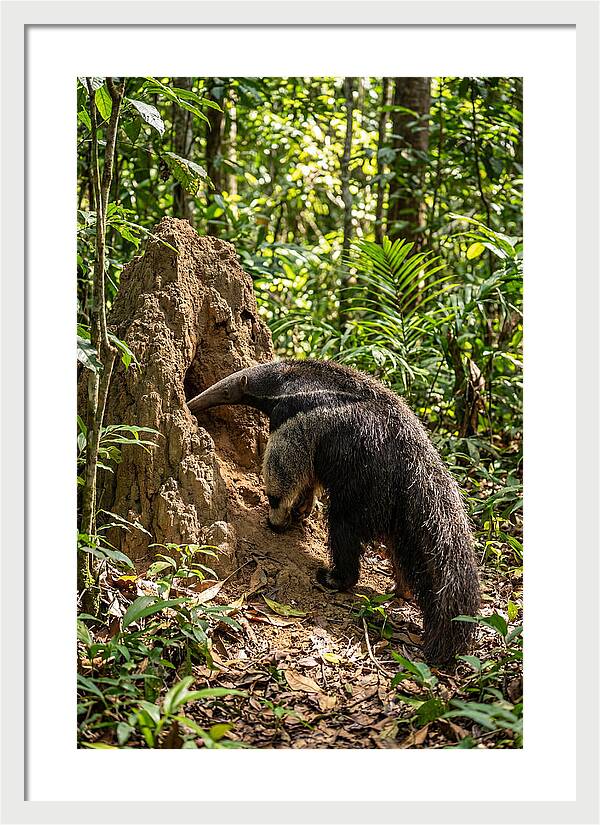 Giant Anteater Foraging