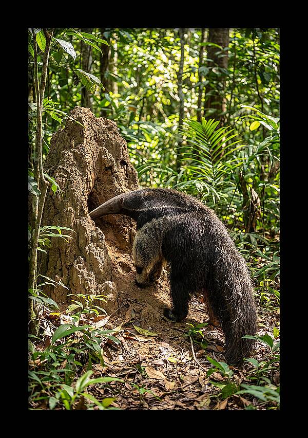 Giant Anteater Foraging