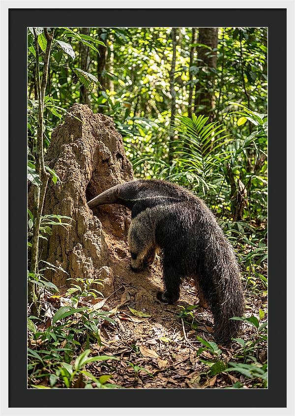 Giant Anteater Foraging