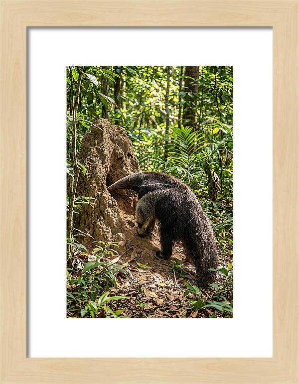 Giant Anteater Foraging