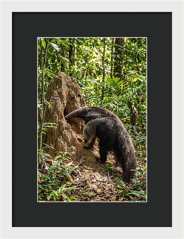 Giant Anteater Foraging