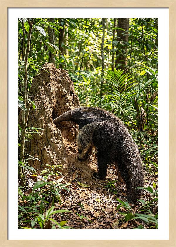 Giant Anteater Foraging