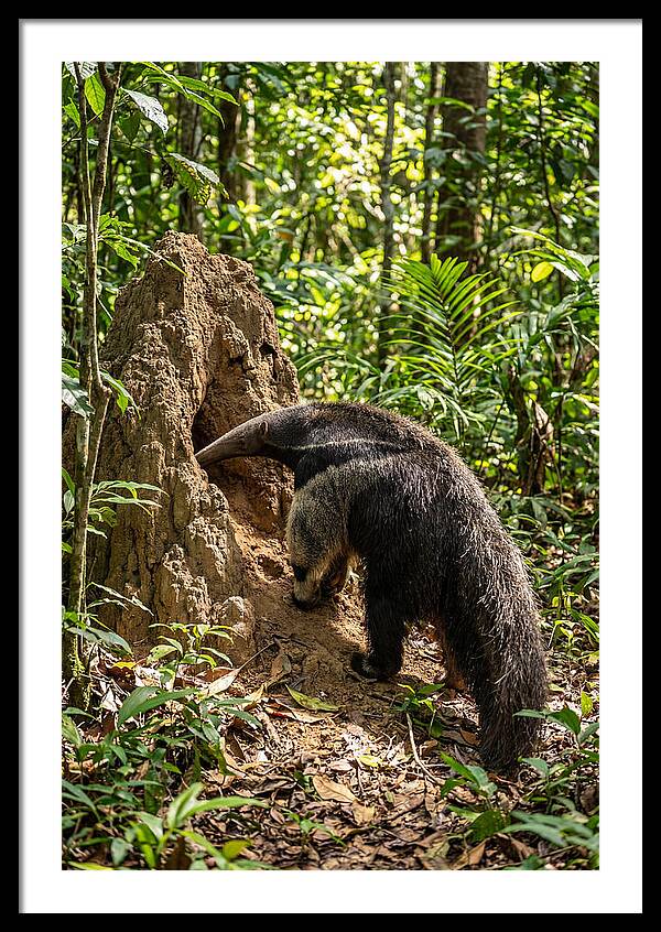 Giant Anteater Foraging