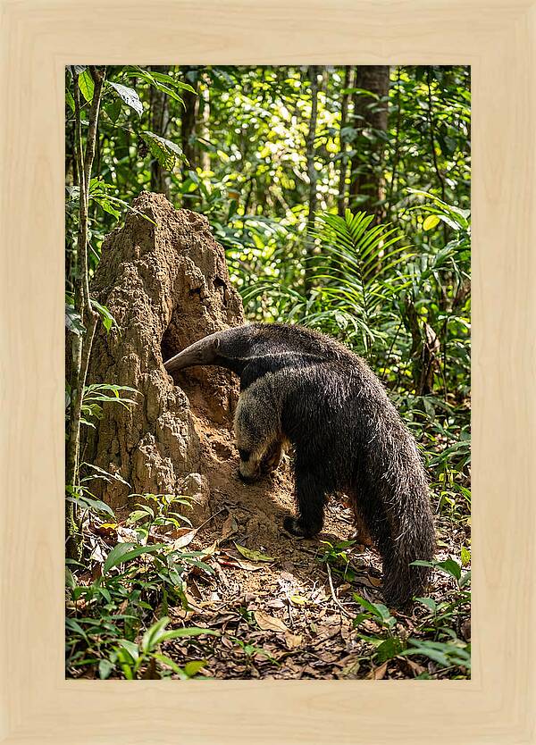 Giant Anteater Foraging