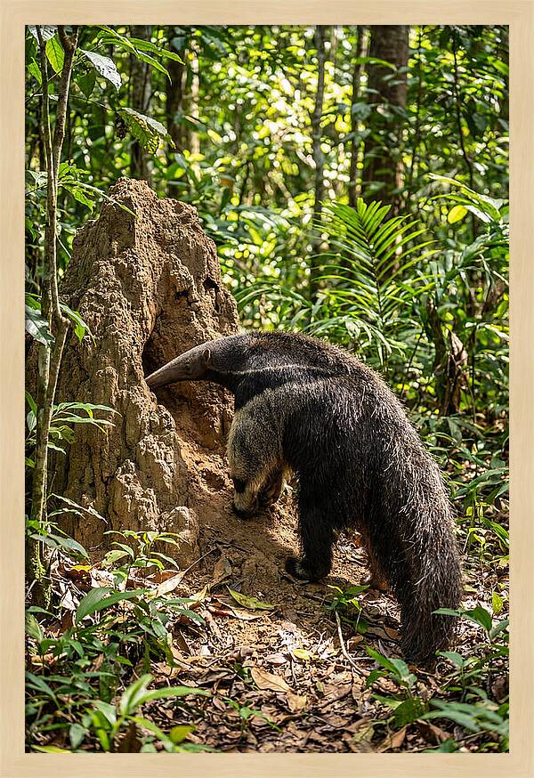 Giant Anteater Foraging