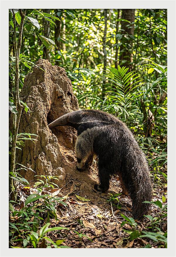 Giant Anteater Foraging
