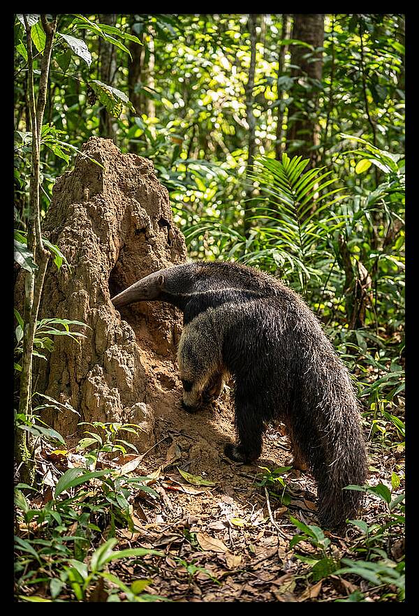 Giant Anteater Foraging